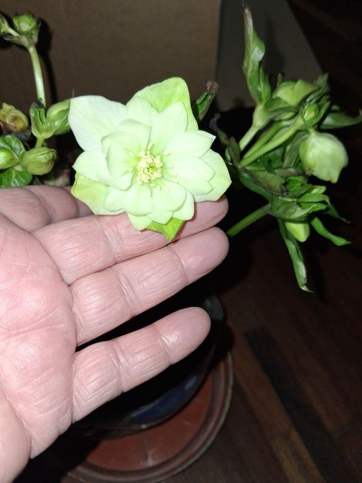 Морозник. В цвету. Белый махровый.