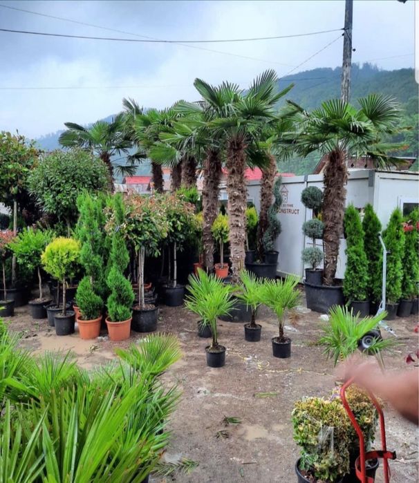 Plante ornamentale ,tuia,magnloii,catalpa,mesteacan.diferite specii