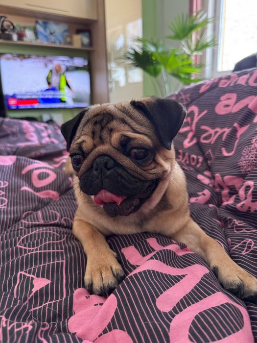 dau spre adoptie catel pug
