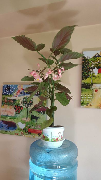 Бегония королевская.