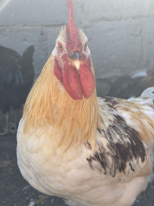 Продам молодых петушков