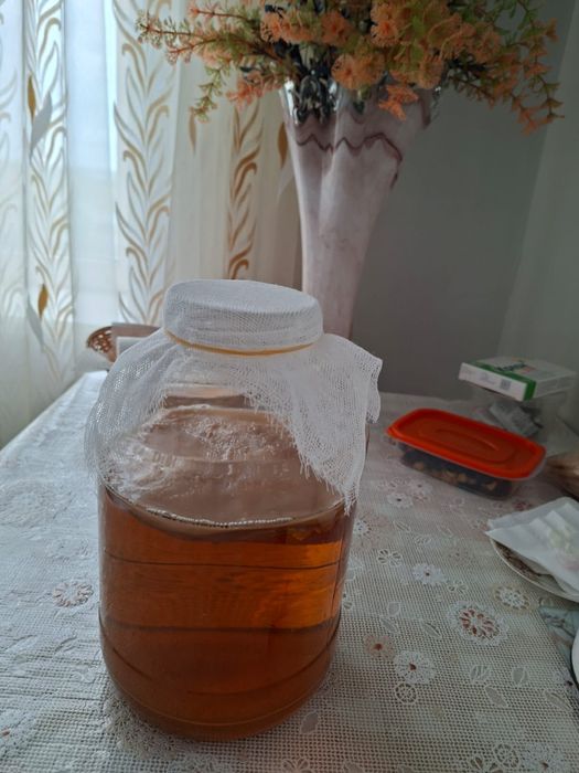 Продам чайный гриб