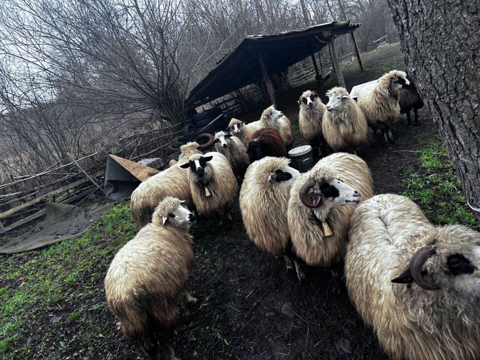 Vând oi. Detalii la numărul de telefon  vând oi detalii la telefon