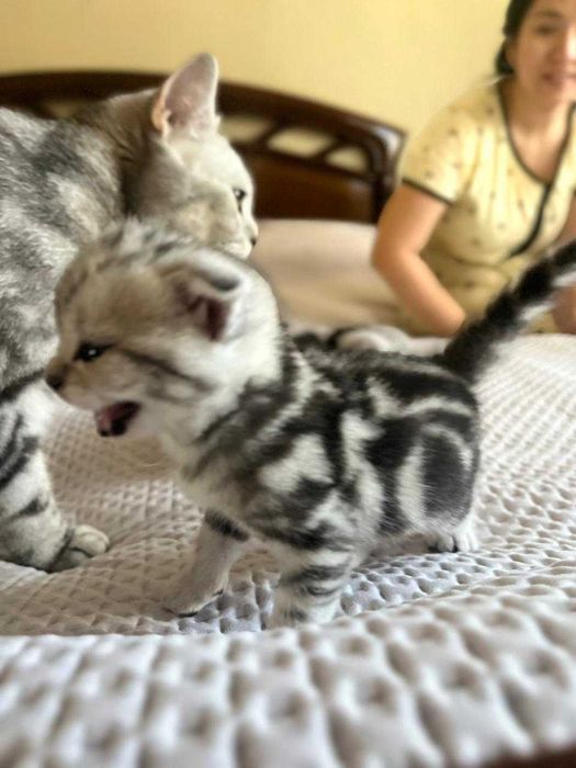 Котенок породистый