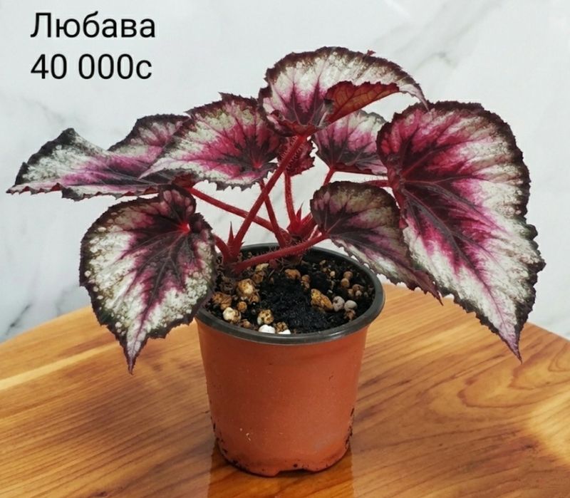 Молоденькие сортовые бегонии.