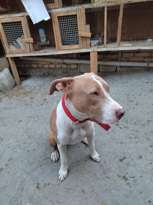 Питбуль красный нос