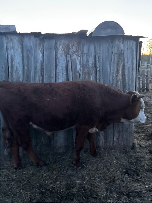 Продам КРС 8 голов