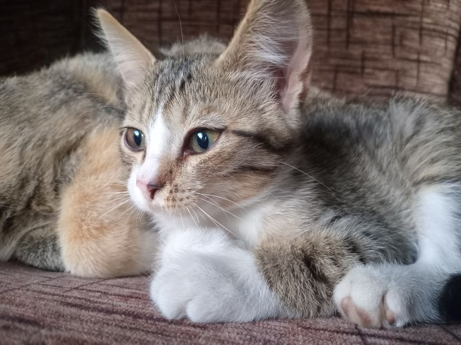 Котенок ищет своего человека