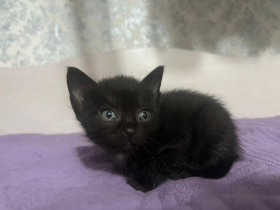 Котенок девочка 1,5 месяца