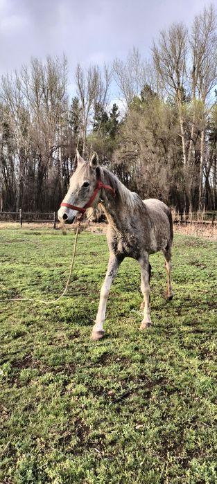 Продам арабскую кобылу