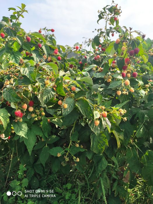 Целогодишни и сезонни ягоди + малини Люлин – пикиран разсад