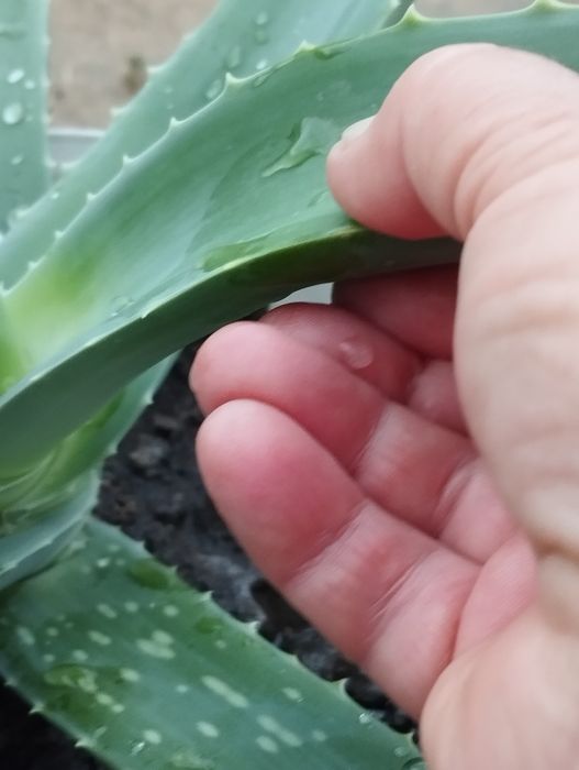 Алоэ столетник 7 лет