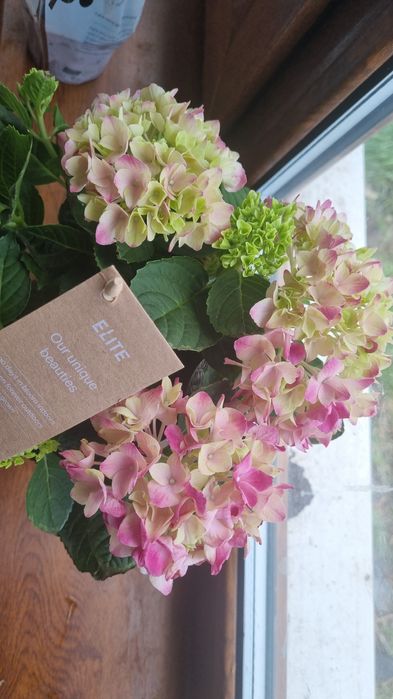 Продам цветы комнатные/садовые