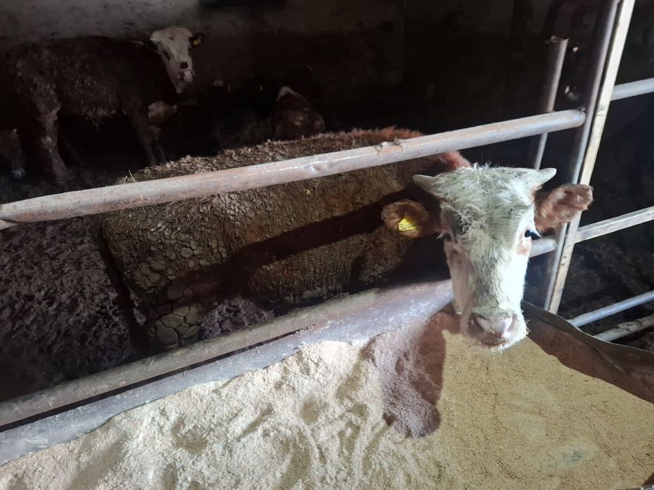 Бұқашықтар сатылады