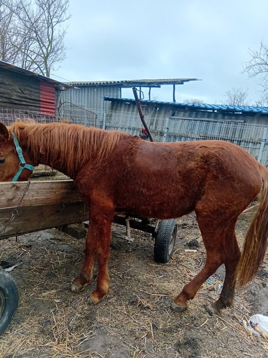 Iapă de vanzare are 1 an jumate