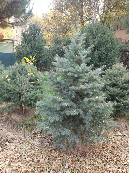 Ёлка кремлевская ,голубая ель