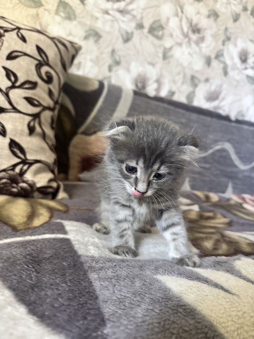 Отдам котенка девочка