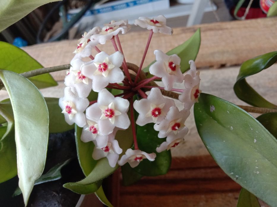 Хоиа цветущая,молодая