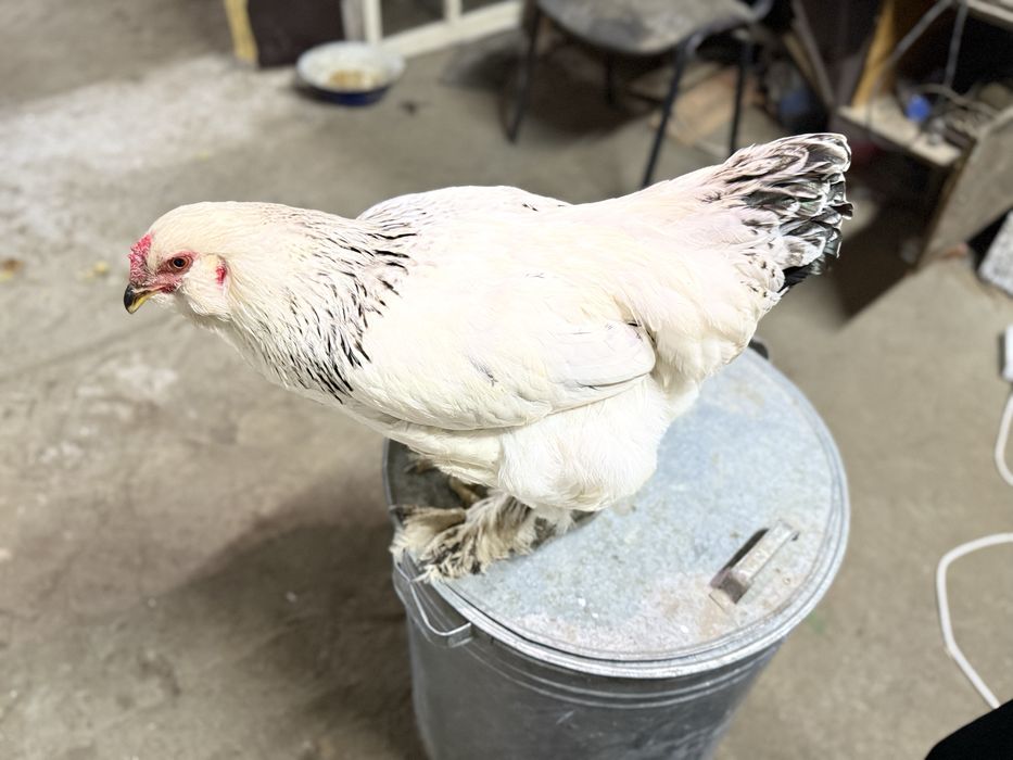 сатылады брама таук