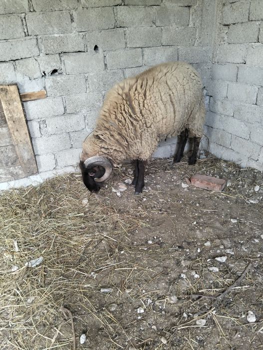 Vând oi de rasatinere