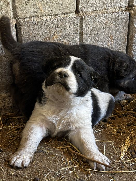 Щенки Алабая 20 дней