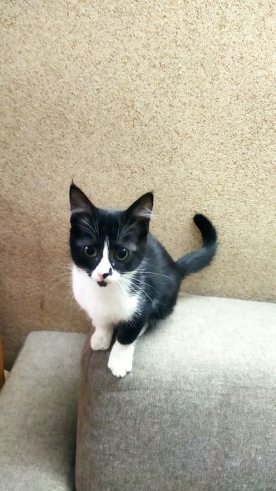 Котята игривые...