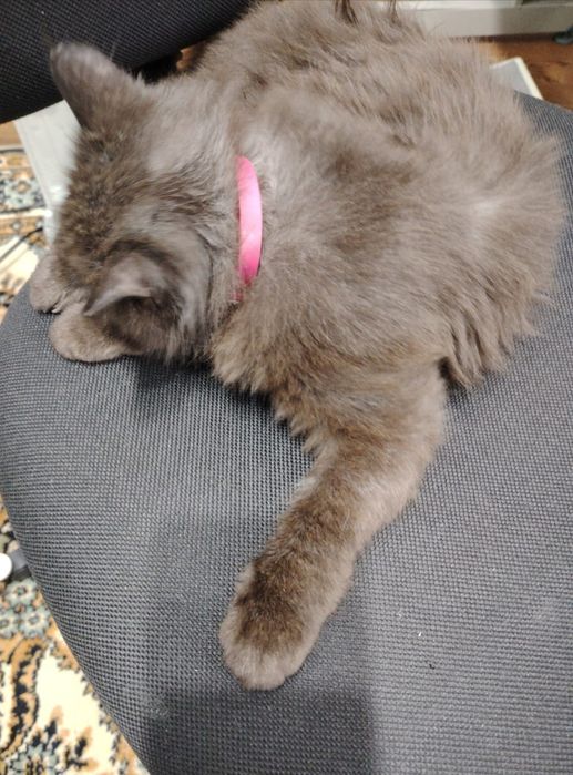 Отдам кошку добрые руки