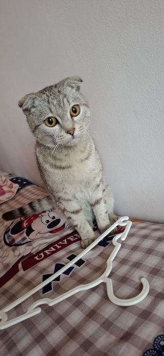 Скотчфолд кошка 6-7месяц