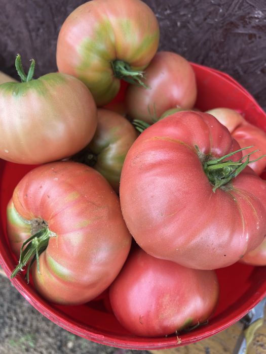 Продам помидоры домашние Король