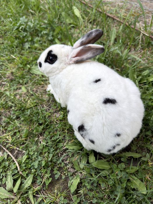 Iepuroi rex dalmatian de vanzare.