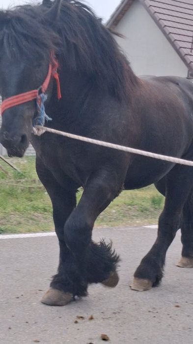 Vând manz Negru corb