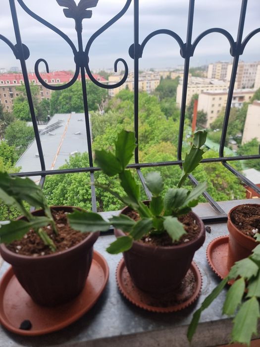 Декбрист комнатных цветок Янги пересадка килинган 3-4 кунда жонланиб к