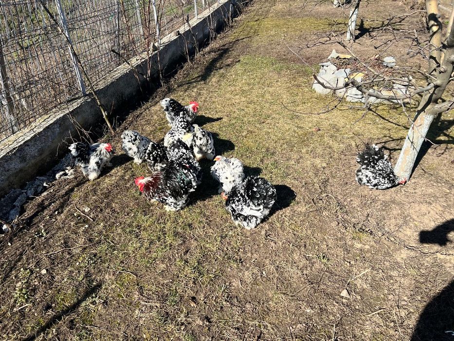 Vând Cochinchina pitic