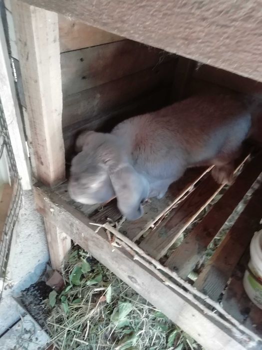 Продам кроликов! Срочно!