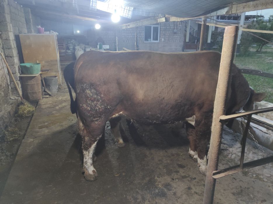 Qurbonlik ucun mol qoylarimiza bor xalol pokiza aqiqa exsonlaga xam bo