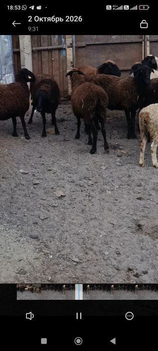 Продам баран обмен