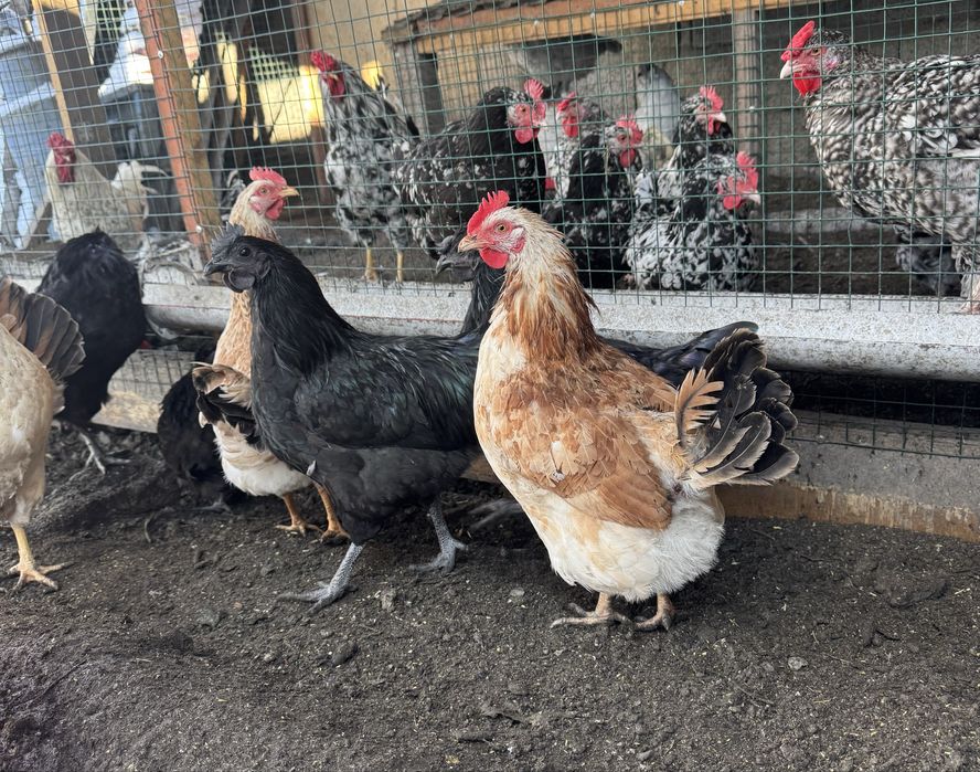 Продам молодых курей !