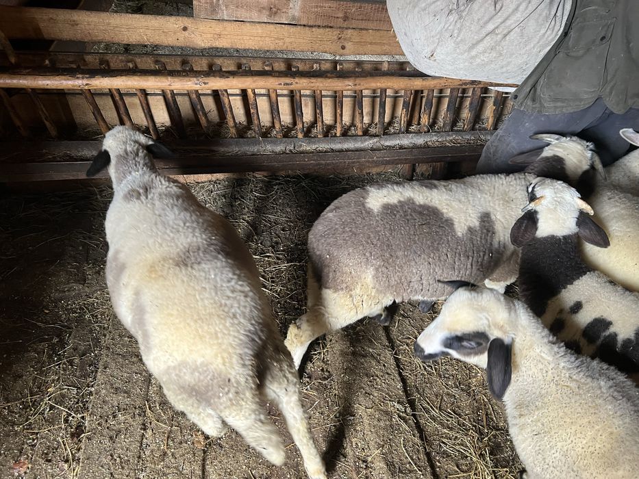 Български агнета- планинско отглеждане