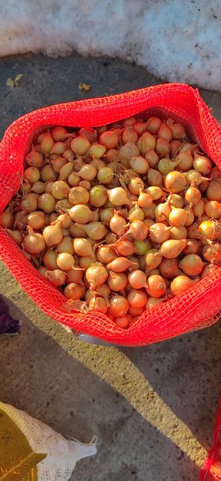 Vand Arpacic Olandez Exstra Calitate