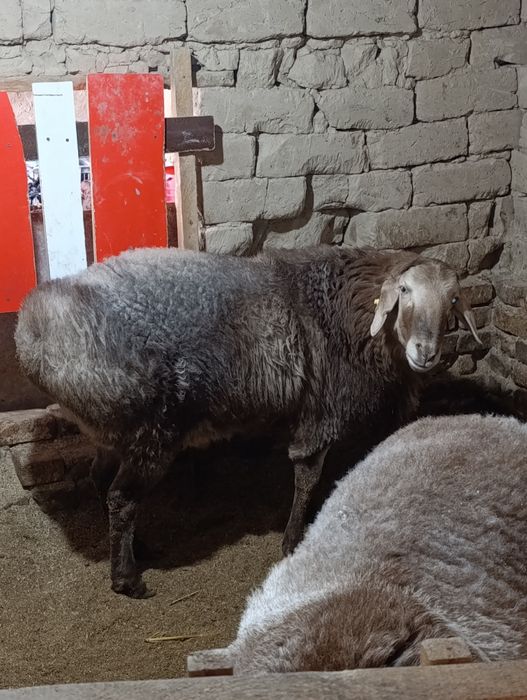 Куй сотилади еб ичиши зор