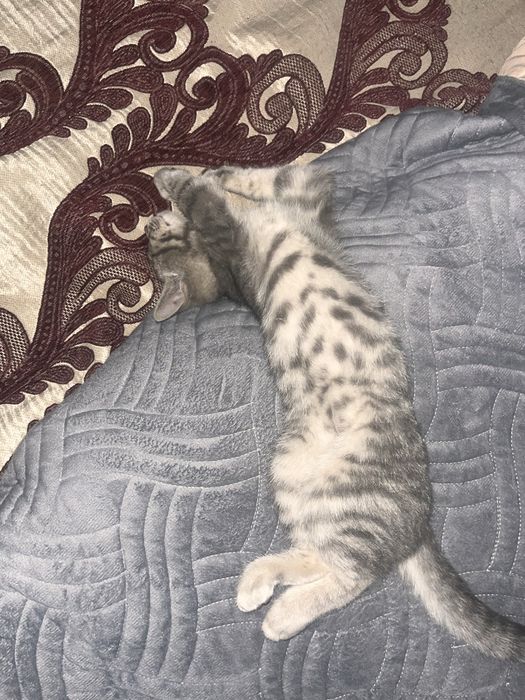 Котик кот бесплатно