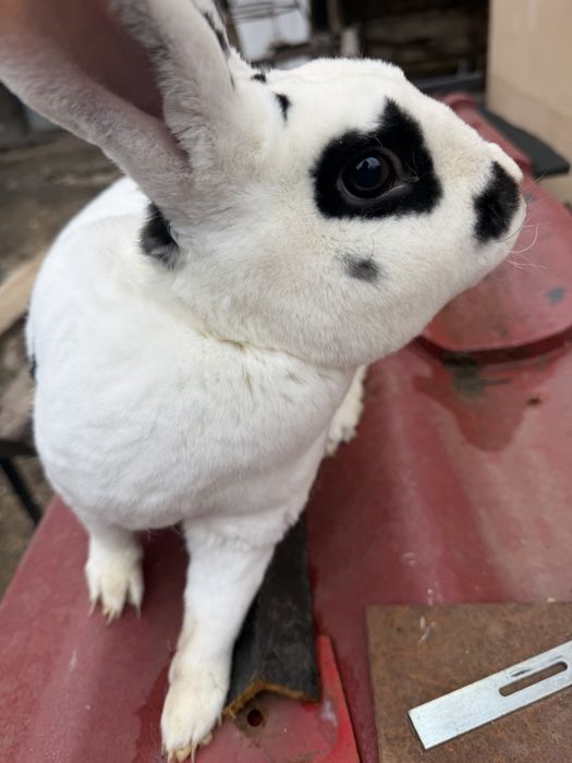 Iepuroi rex dalmațian -rasa pură