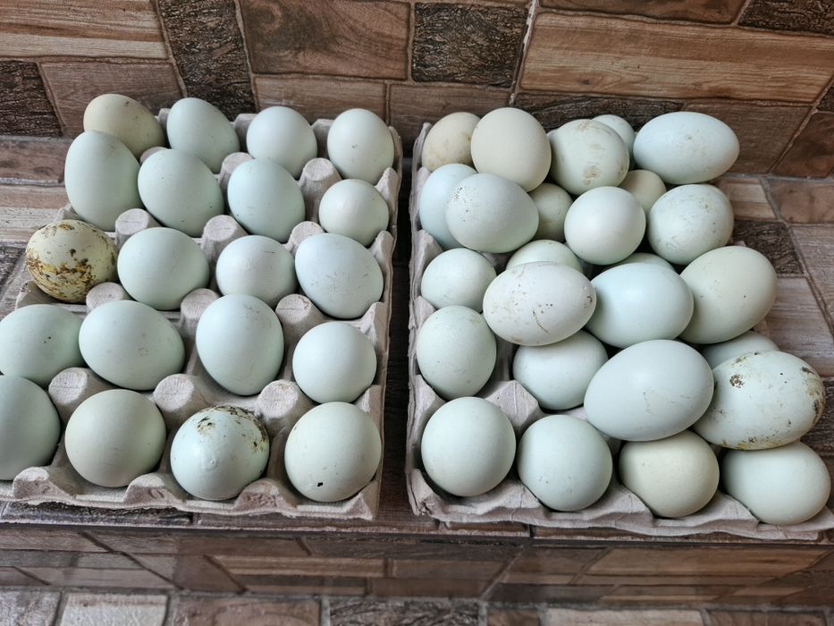 Oua din rasa  Araucana