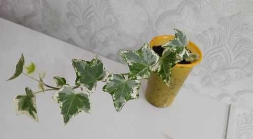 Комнатные цветы по 500 тг