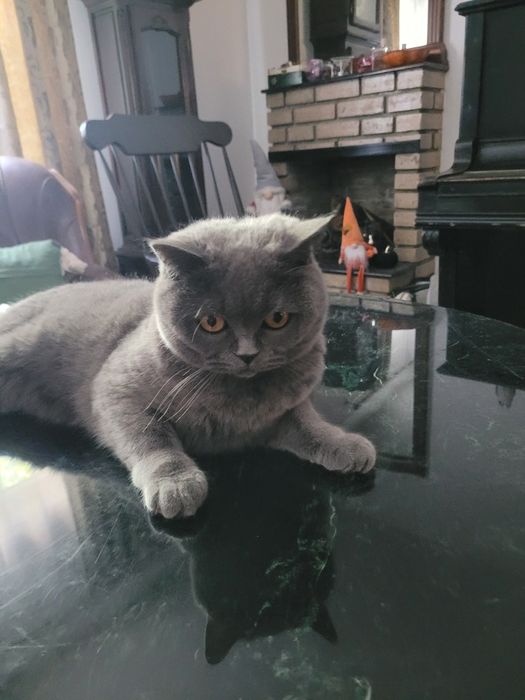 Siria- British Shorthair 3 ani