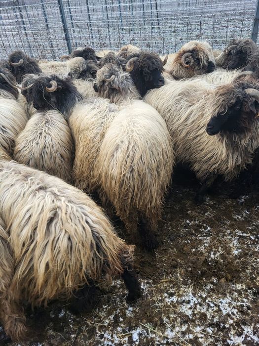 Oi bucalăi de vânzare