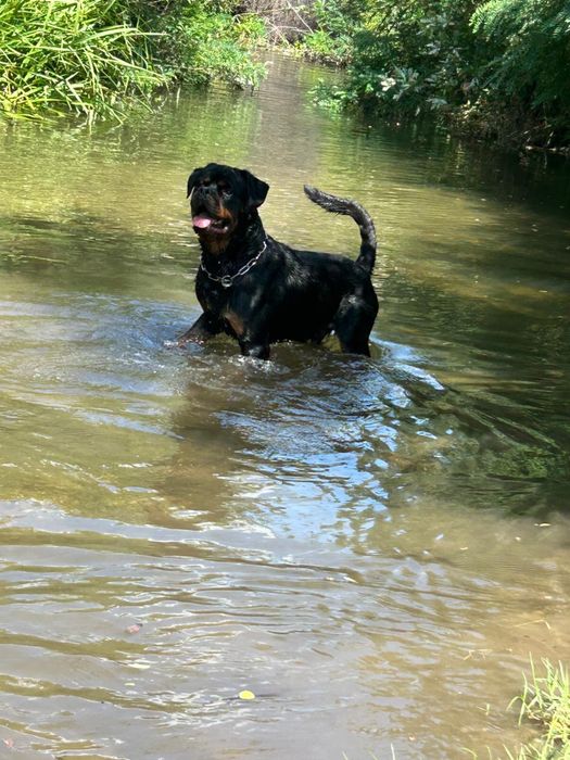 Mascul Rottweiler