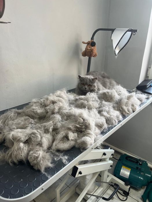 Экспресс линька стрижка кот собака