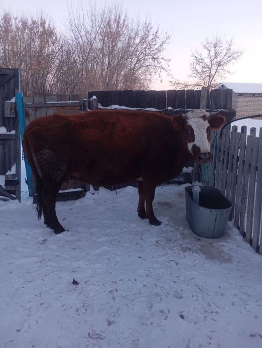 Продам стельных  коров