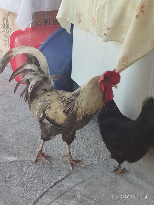 Jardari va urshqoq xo‘roz  sotiladi urshqoq yaxshi xo‘roz